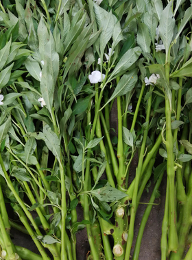 透骨草新鲜指甲草红白色凤仙花全棵带根茎全整株颗小桃红伏天泡酒