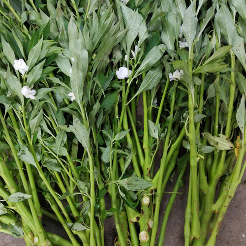 透骨草新鲜指甲草红白色凤仙花全棵带根茎全整株颗小桃红伏天泡酒