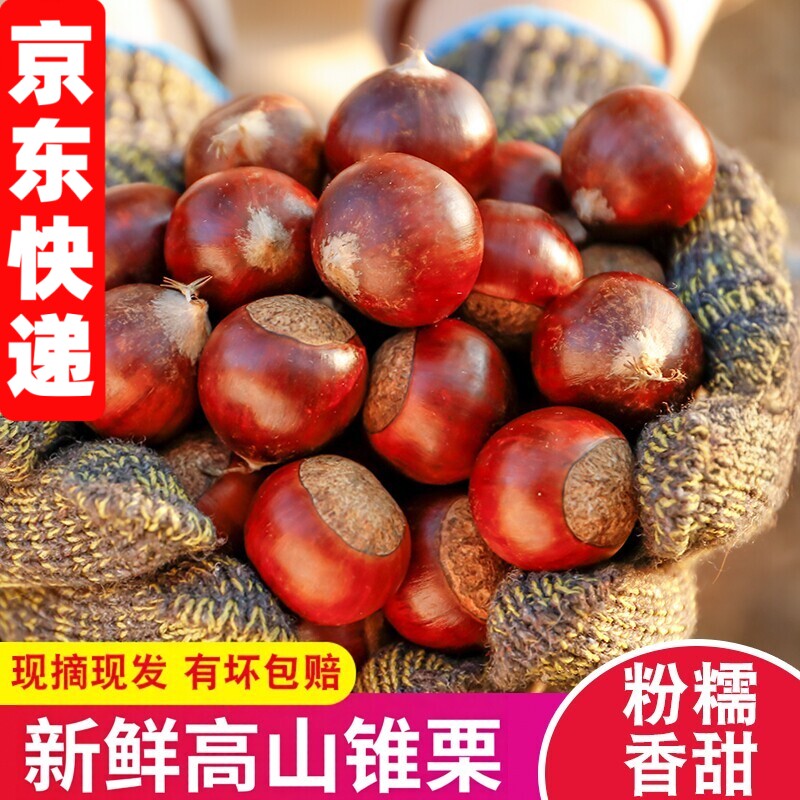 2026福建高山现摘锥栗板栗