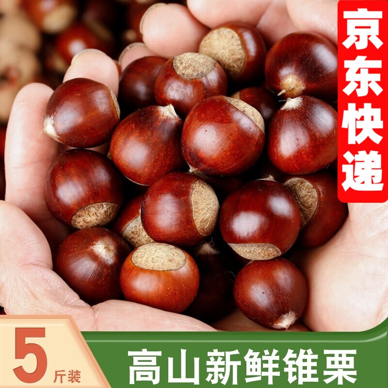 现摘福建锥栗糖炒栗子板栗毛栗子