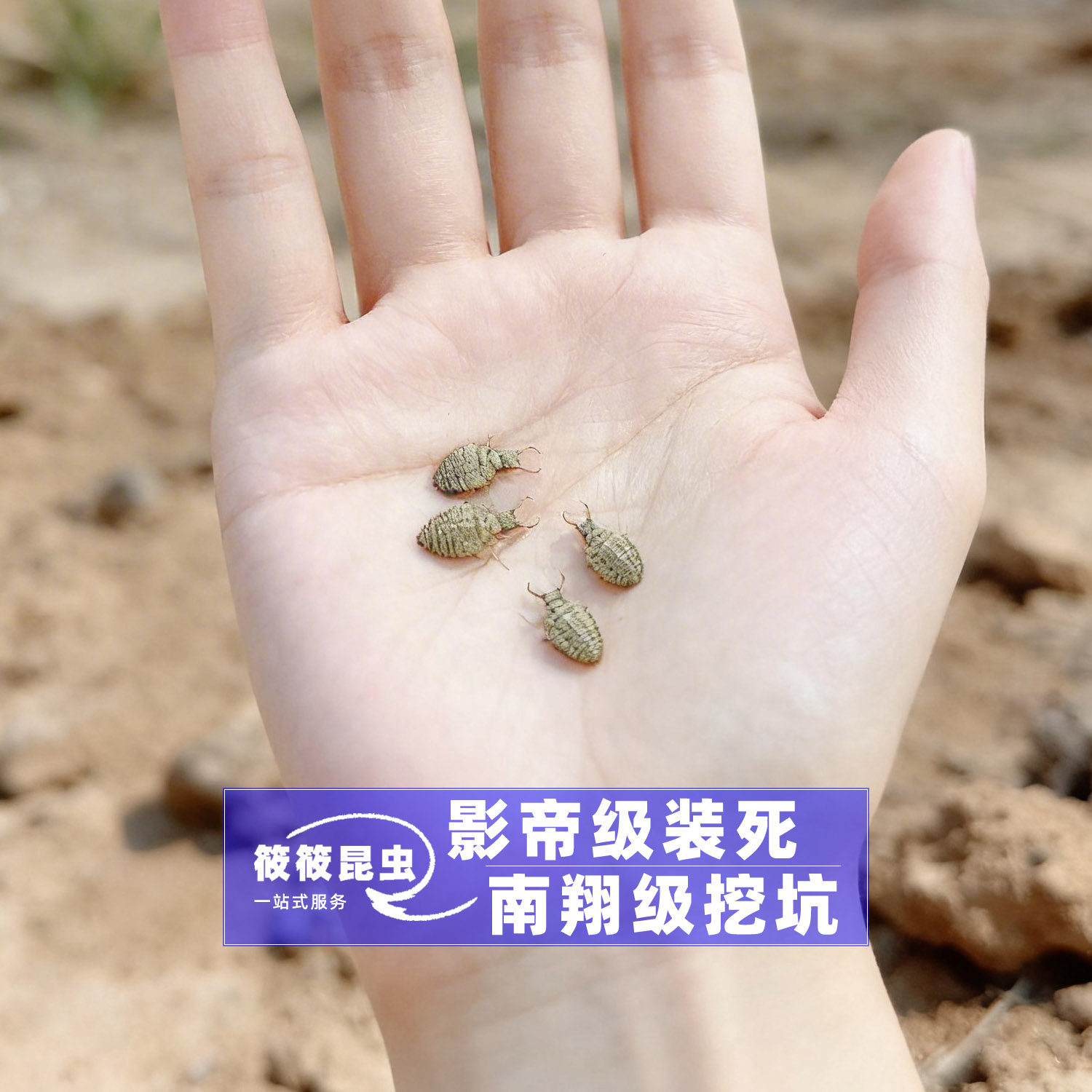 特色奇异昆虫懒人宠物金沙牛活体蚁狮倒退虫沙婆婆沙牯牛土牛好养