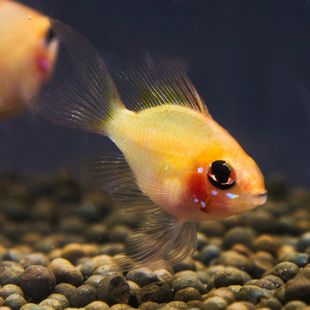 金波子鱼活体热带鱼观赏宠物鱼群游鱼草缸鱼淡水小型鱼