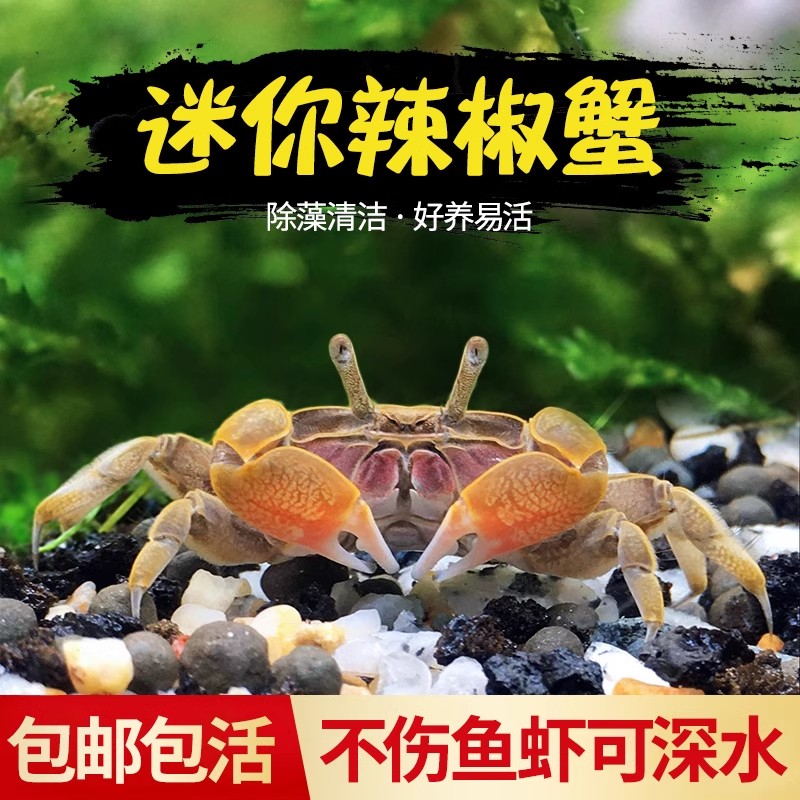 辣椒蟹迷你宠物观赏蟹