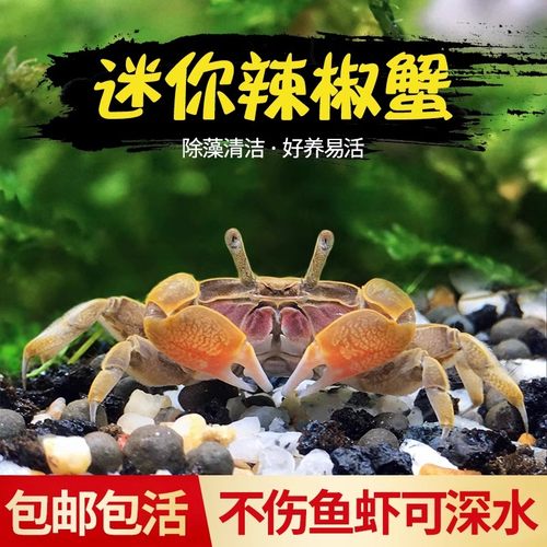 辣椒蟹迷你宠物观赏蟹