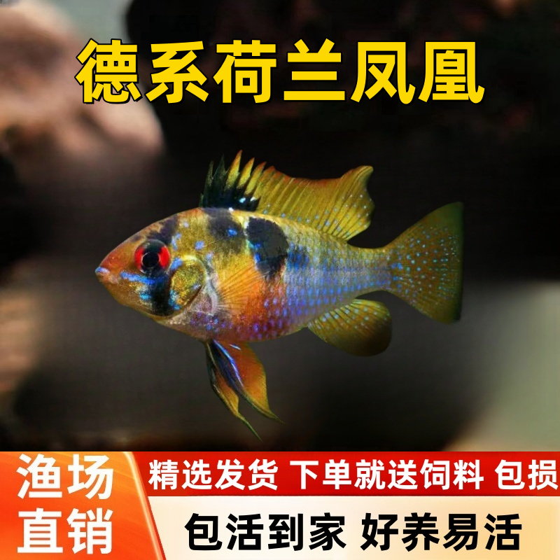 德系荷兰凤凰鱼长体热带鱼淡水观赏鱼荷兰凤凰短鲷鱼活体草缸好养,宠物/宠物食品及用品,鱼,淘宝优惠券,粉丝福利购,淘宝优惠卷