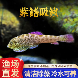 紫鳍吸鳅鱼彩鳍练江宽头拟腹吸鳅观赏鱼冷水鱼除藻工具清洁鱼贵爬