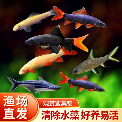 观赏鲨彩虹鲨鱼金苔鼠鱼除藻鱼清洁鱼鱼热带鱼清道夫蓝鲨淡水包邮