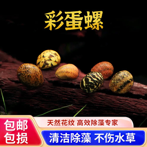 活体观赏螺除藻清洁草缸