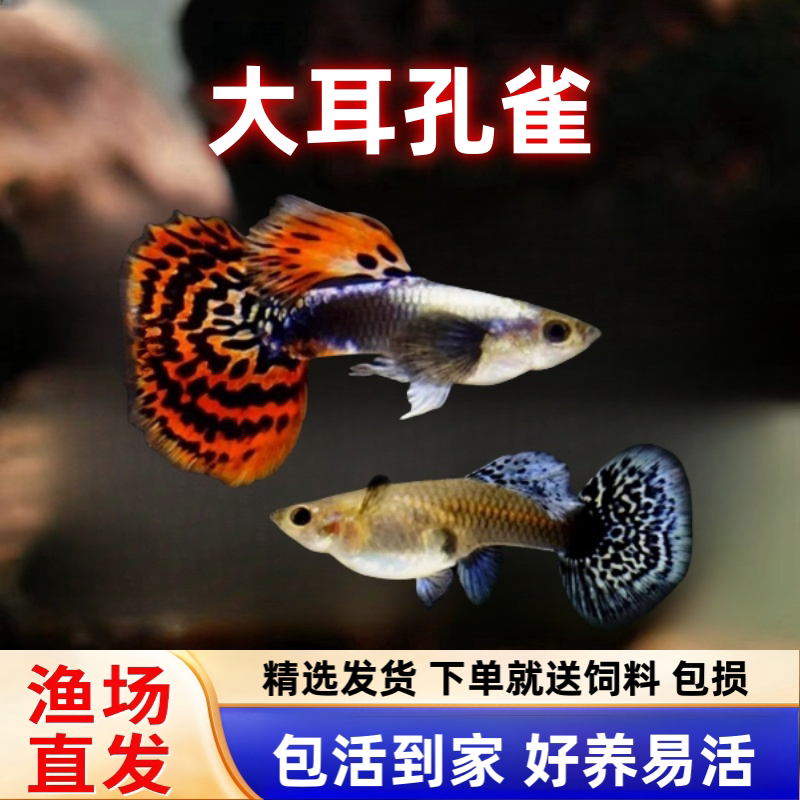 大耳孔雀鱼蕾丝马赛克孔雀鱼胎生鱼凤尾鱼好养小活鱼热带鱼观赏鱼