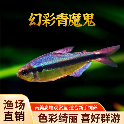 幻彩青魔鬼灯鱼南美鱼观赏鱼