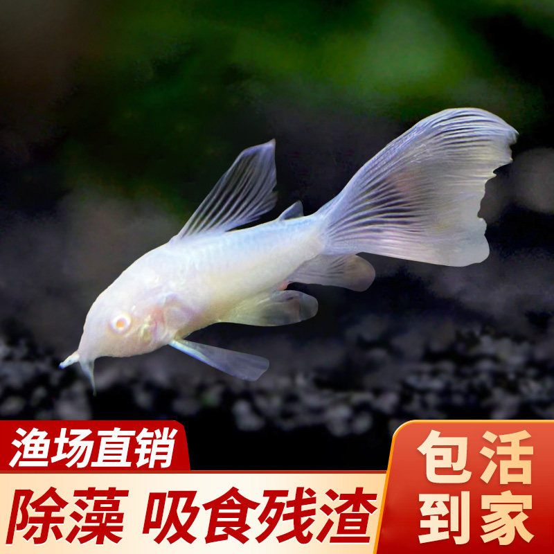 长尾白鼠仙子鼠鱼清洁鱼清道夫热带观赏鱼工具鱼除藻吃垃鱼圾好养 - 实物图