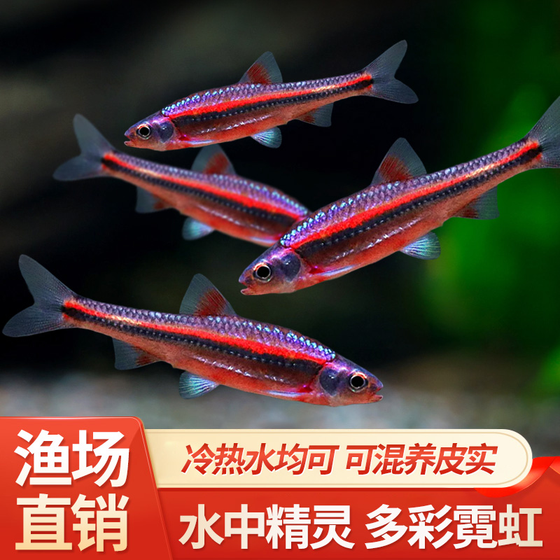 广温淡水鱼好看好养耐活低温