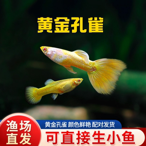 观赏鱼金鱼凤尾鱼热带孔雀鱼