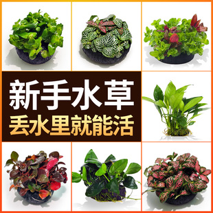 鱼缸水草坨草植物活体增氧阴性生态水培绿植新手懒人造景无需底砂