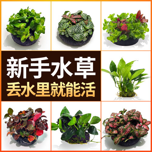 水草坨草植物水培绿植新人造景