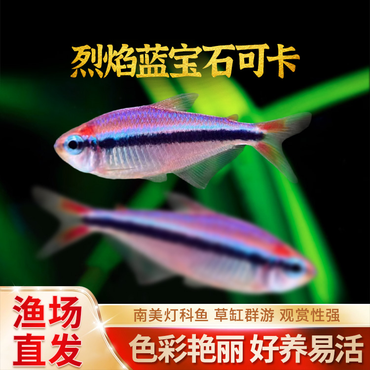 蓝宝石可卡灯鱼南美进口鱼