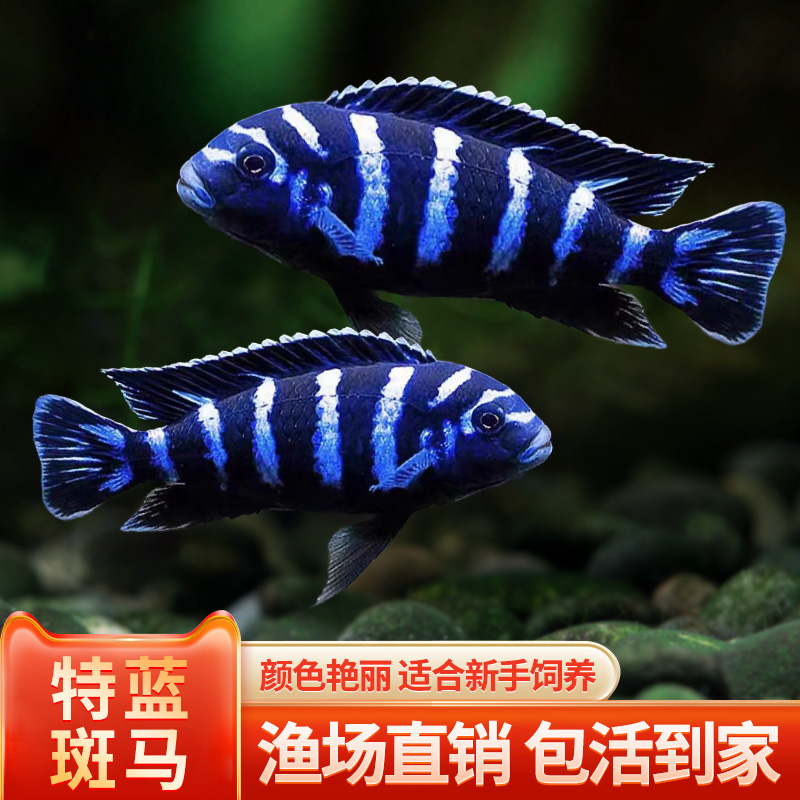 特蓝斑马三湖慈鲷热带观赏鱼水族活体鱼缸岩栖类坦鲷鱼易养艳丽 宠物/宠物食品及用品 鱼 原图主图