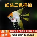 红头三色神仙热带鱼黑色神仙鱼白色神仙鱼燕子云石熊猫观赏鱼活体