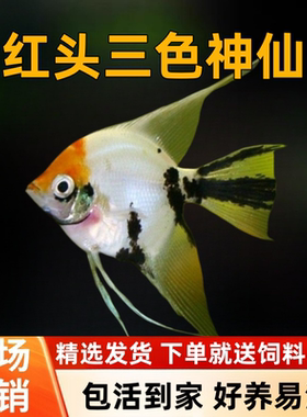 红头三色神仙热带鱼黑色神仙鱼白色神仙鱼燕子云石熊猫观赏鱼活体