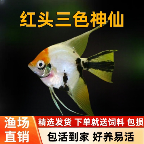 红头三色神仙观赏鱼活体