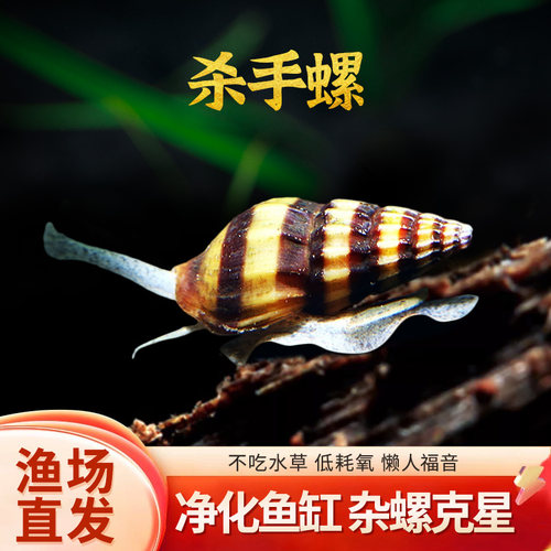 杀手螺除藻吃涡虫观赏耐活