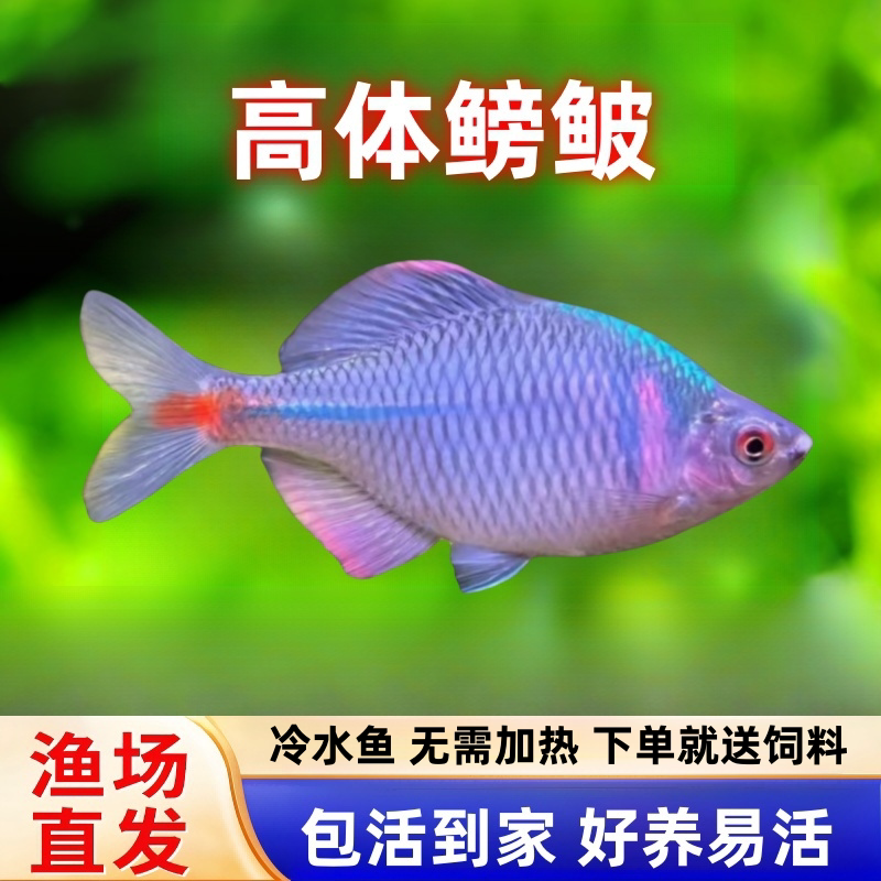 好养淡水观赏鳑鲏鱼七彩旁皮除藻冷水鱼活体小型鱼苗原生群游小鱼
