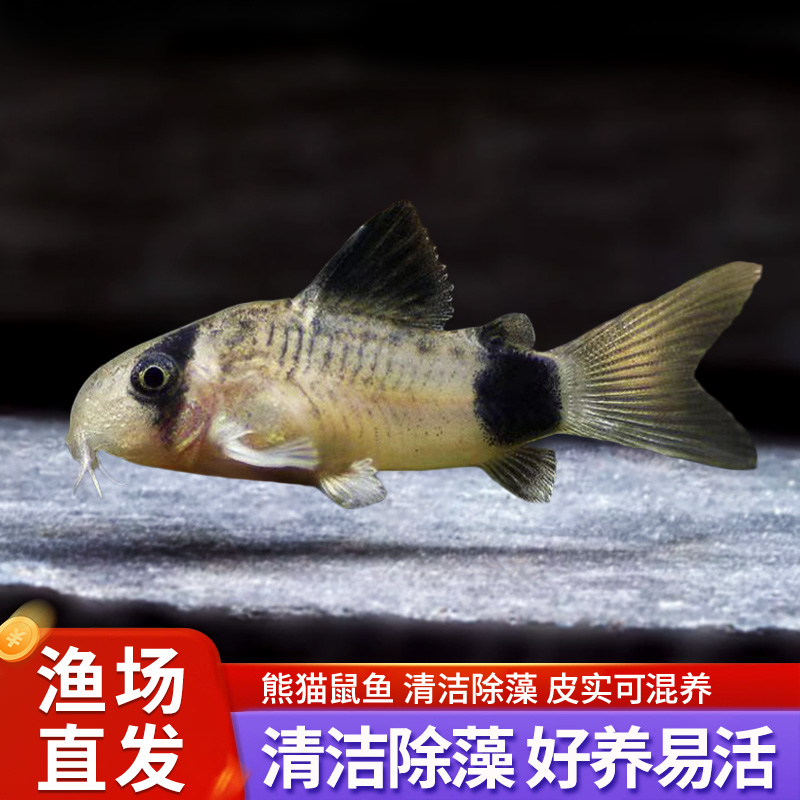 熊猫鼠鱼清洁工具鱼花椒鼠异型鱼清道夫清缸底除藻底栖鱼除藻活体