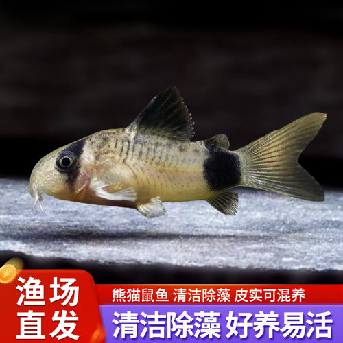熊猫鼠鱼清洁工具鱼花椒鼠异型鱼清道夫清缸底除藻底栖鱼除藻活体