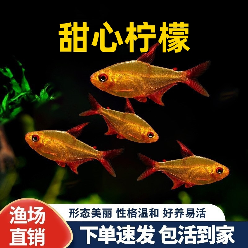 甜心柠檬灯南美热带鱼观赏鱼