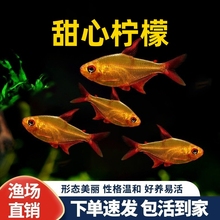 甜心柠檬灯南美热带鱼观赏鱼灯科鱼高端灯鱼草缸稀有鱼活体小型鱼
