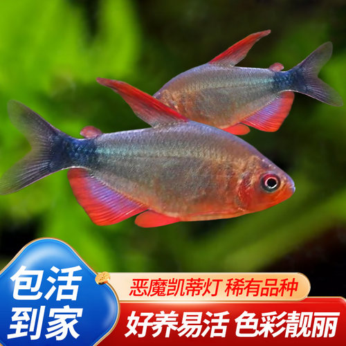 恶魔凯蒂灯高端灯鱼宝狮灯南美草缸稀有小型鱼热带淡水观赏鱼活体