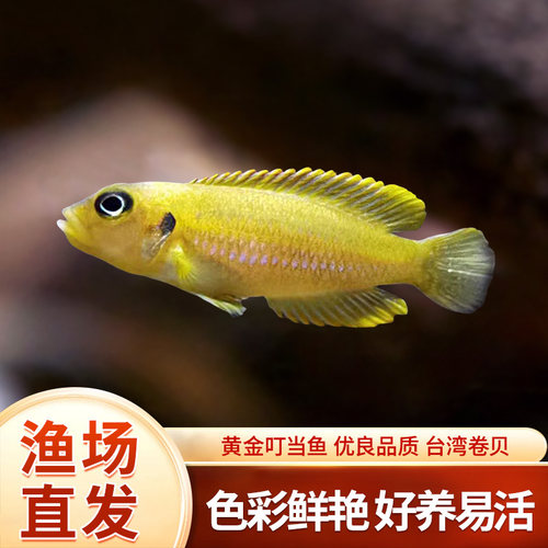 黄金叮当三湖慈鲷卷贝活体鱼坦鲷热带观赏鱼淡水好养耐活水宠物鱼