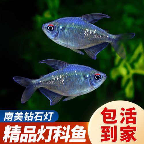 南美钻石灯热带淡水鱼亮片闪光