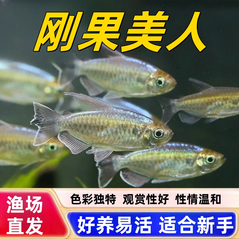 刚果美人鱼淡水草缸群游鱼热带观赏鱼扯旗鱼蓝刚果美人小型鱼活体图片