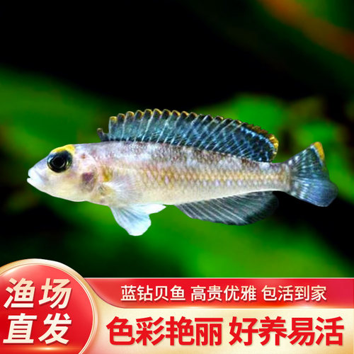 蓝钻贝鱼坦鲷卷贝斑马贝鱼黄帆天堂鸟钻石贝黄金叮当三湖鱼活体鱼