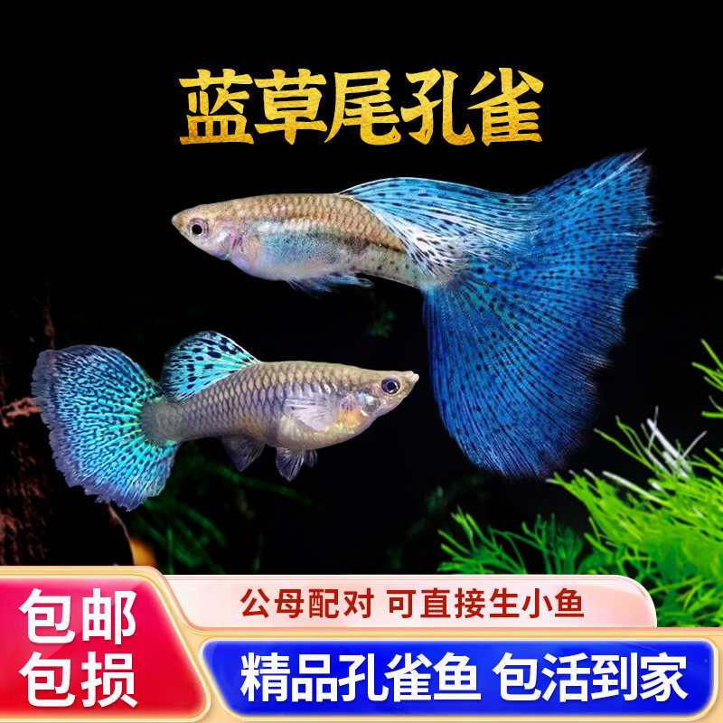 蓝草孔雀鱼小型热带鱼凤尾鱼精品兰草尾纯种淡水好养耐活胎生鱼苗