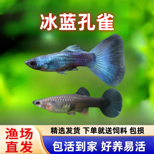 冰蓝孔雀鱼凤尾淡水易繁殖耐活体