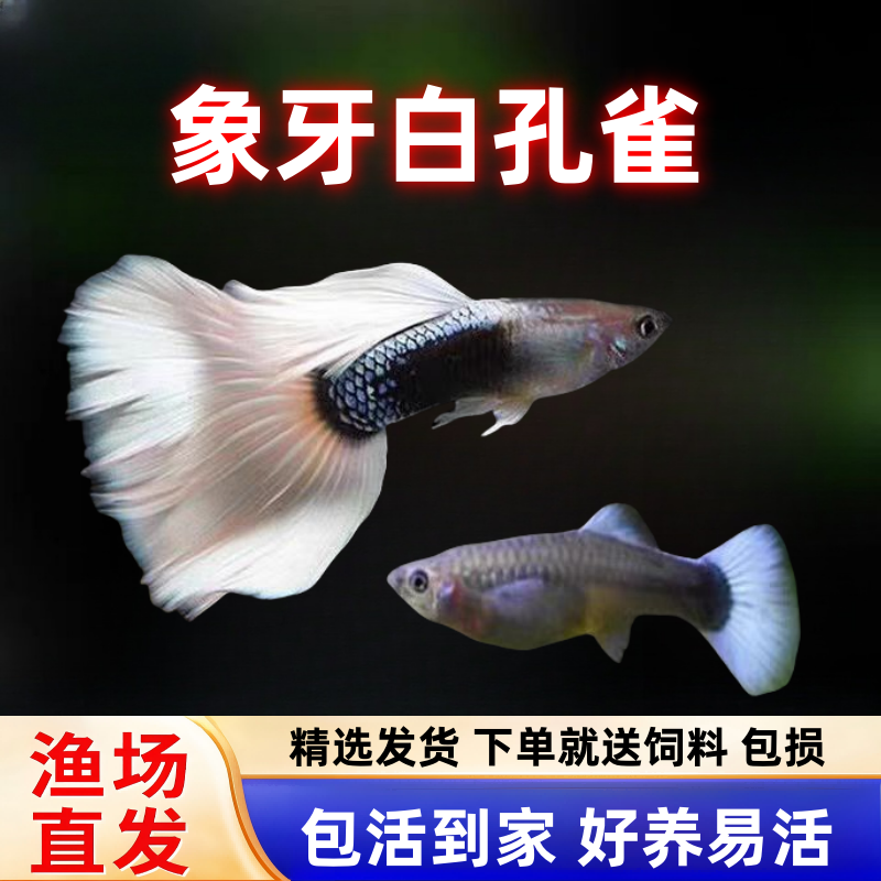 象牙白孔雀鱼黄尾礼服小型热带鱼凤尾鱼大尾巴怀孕临产母鱼孔雀鱼