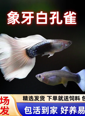 象牙白孔雀鱼大尾巴怀孕临产母鱼