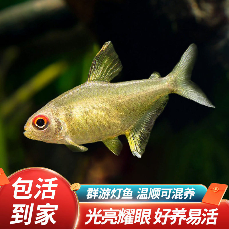柠檬灯鱼超级柠檬灯隆背柠檬灯群游鱼热带鱼观赏鱼淡水草缸小型鱼