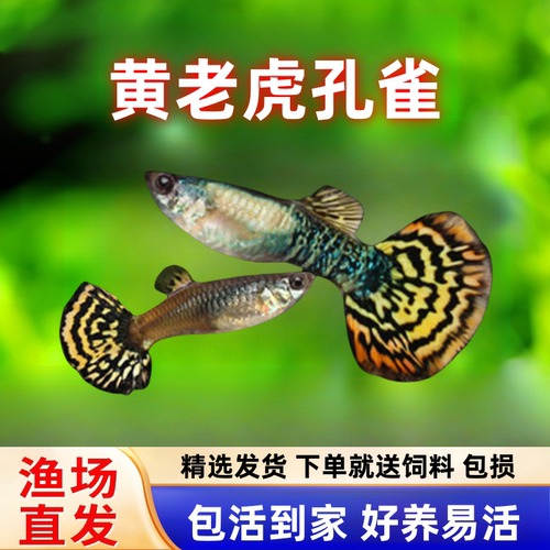 美人雾黄老虎孔雀鱼热带观赏鱼