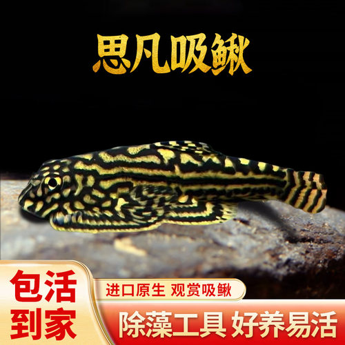 金线提琴越南密点思凡吸鳅