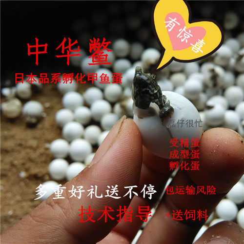 可孵化甲鱼蛋乌龟蛋鳖蛋六一儿童节礼物中华鳖苗蛋黄沙杂蛋受精蛋