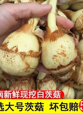 【大果】云南新鲜现挖白慈姑茨菰茨菇白马蹄鲜慈姑粉糯蔬菜包邮