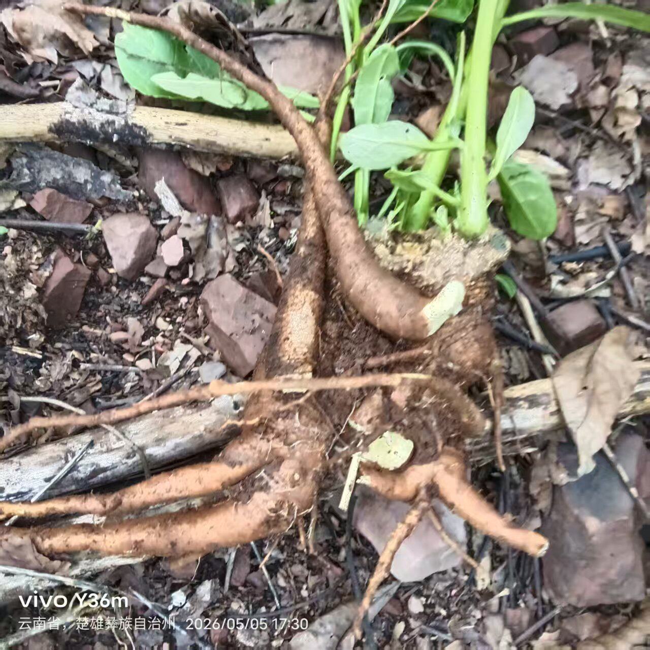 云南新鲜洋荷姜新鲜四季老根苗农村野菜种植种子种苗阳荷新鲜