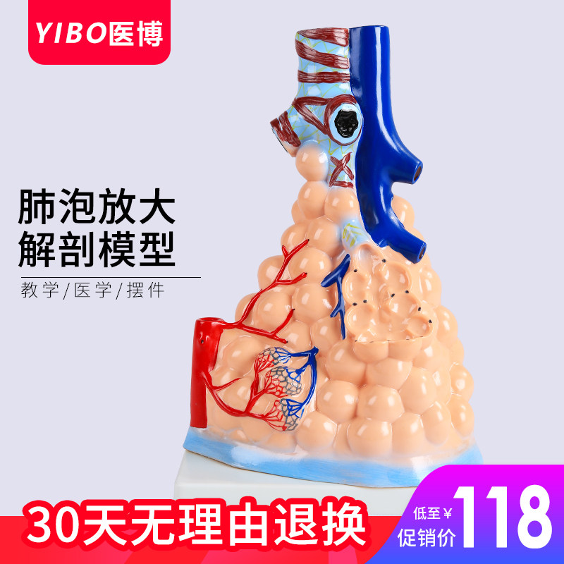 human body Alveolar Model Medical Science Teaching aids human body Medical Science Alveolar anatomy Model Mannequinin the Toy/Childs/Puzzle/Building block/Model , Static model , Other model toys  category - from Buy2taobao.com to provide professional Taobao agent buy service