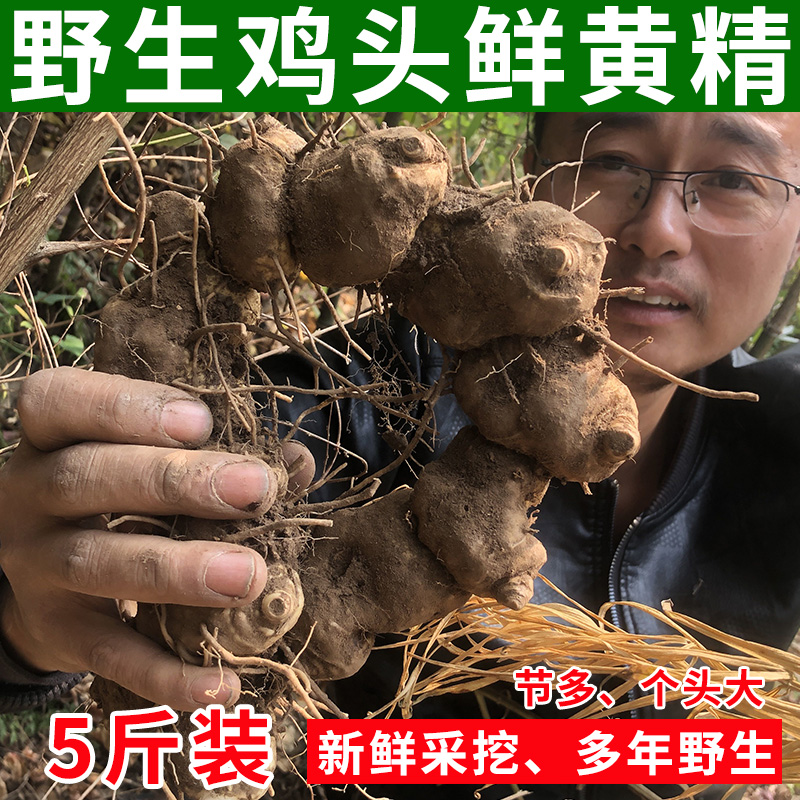 新鲜野生鸡头黄精中药材