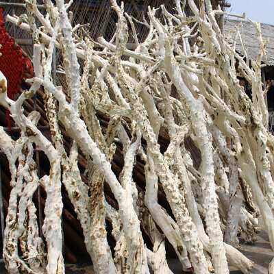 石榴干花石榴木树干果树枝客厅装饰造型枯树枝干树枝插花造景装饰