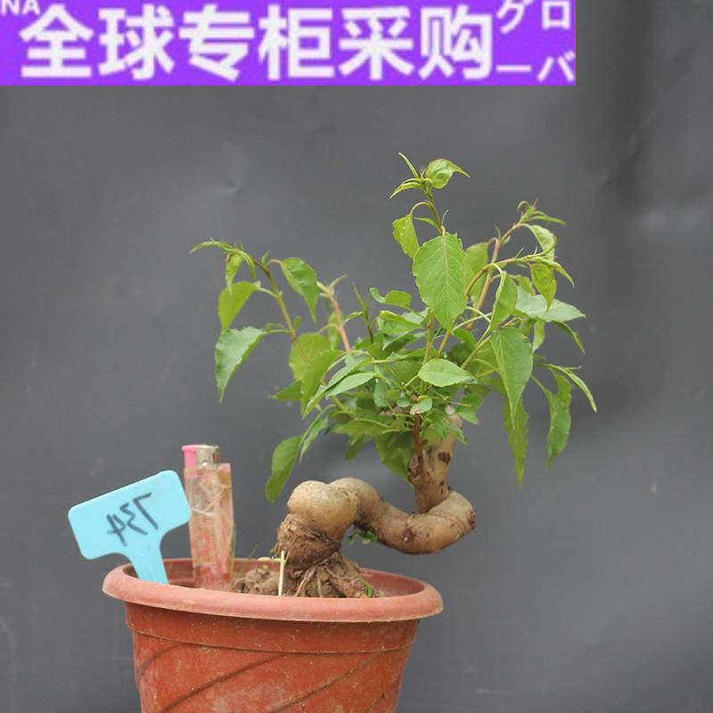 日本棠梨红梨沙棠梨 造型盆景素材 日本豆梨棠梨小品桩耐寒久生杂
