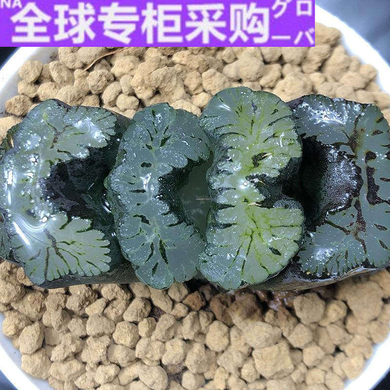 日本稀有品种葵御前玉扇 一物一拍多肉植物 葵系巅峰作品纹路狂野